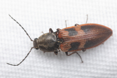 Stropenron nigricollis