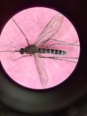 Culiseta inornata