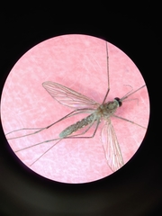 Culiseta inornata