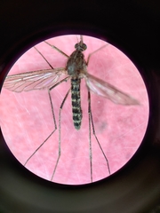 Culiseta inornata