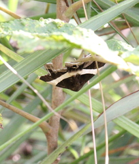 Bastilla praetermissa