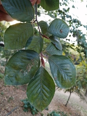 Fagus sylvatica