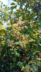 Lagerstroemia subcostata