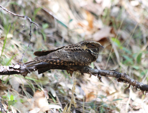 Mexican Whip-poor-will (Antrostomus arizonae), photo 6