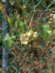 Antigonon flavescens