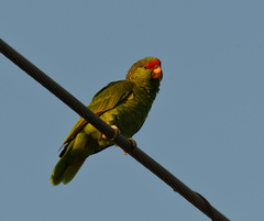 Amazona finschi × viridigenalis