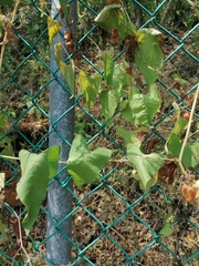 Antigonon flavescens
