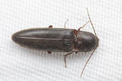 Melanotus longulus oregonensis