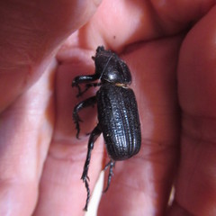 Phileurus