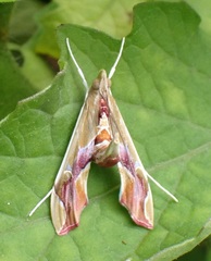 Agathodes designalis