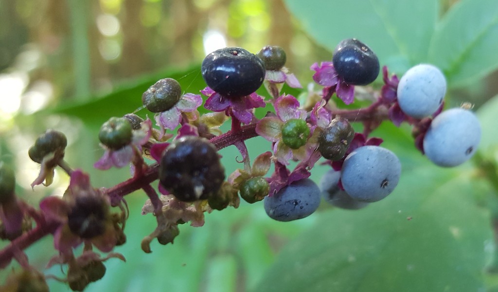 Phytolacca thyrsiflora Fenzl ex J.A.Schmidt
