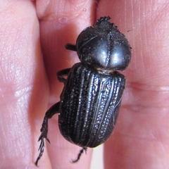 Phileurus