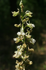 Delphinium macropogon