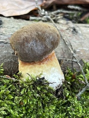 Austroboletus gracilis