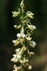 Delphinium macropogon