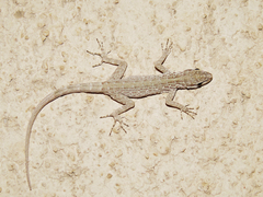 Pristurus gallagheri