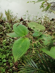 Miconia dependens