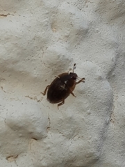 Stelidota geminata