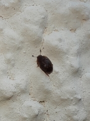Stelidota geminata