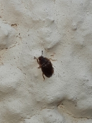 Stelidota geminata
