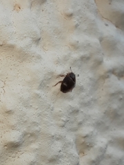 Stelidota geminata