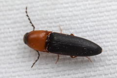 Megapenthes nigriventris