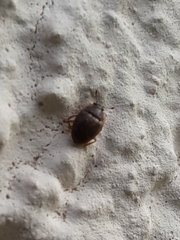 Stelidota geminata