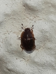 Stelidota geminata