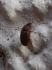 Stelidota geminata