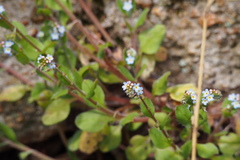 Trigonotis peduncularis