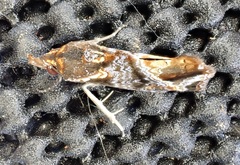 Plusiodonta thomae