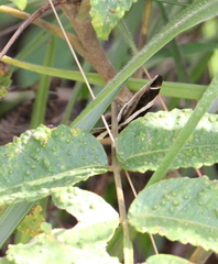 Bastilla praetermissa