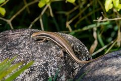 Trachylepis gravenhorstii