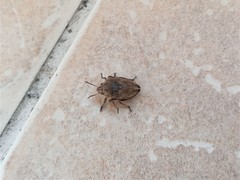 Odontotarsus robustus