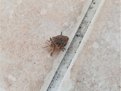 Odontotarsus robustus