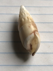 Rhinoclavis vertagus