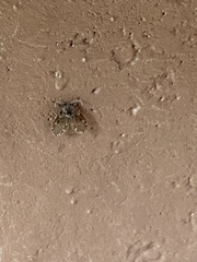 Clogmia albipunctata