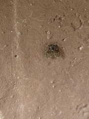 Clogmia albipunctata