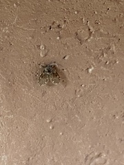 Clogmia albipunctata