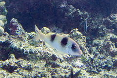 Parupeneus crassilabris