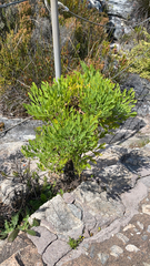Notobubon galbanum