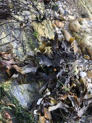 Fucus guiryi