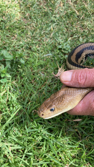 Pituophis lineaticollis