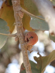 Disholcaspis canescens