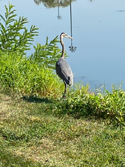 Ardea herodias