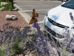 Phyciodes tharos riocolorado