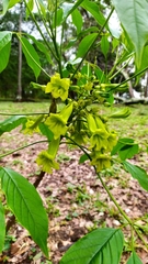 Cybistax antisyphilitica