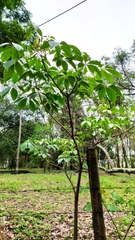 Cybistax antisyphilitica