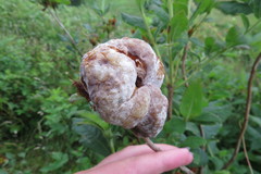 Exobasidium rhododendri