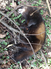 Mustela putorius
